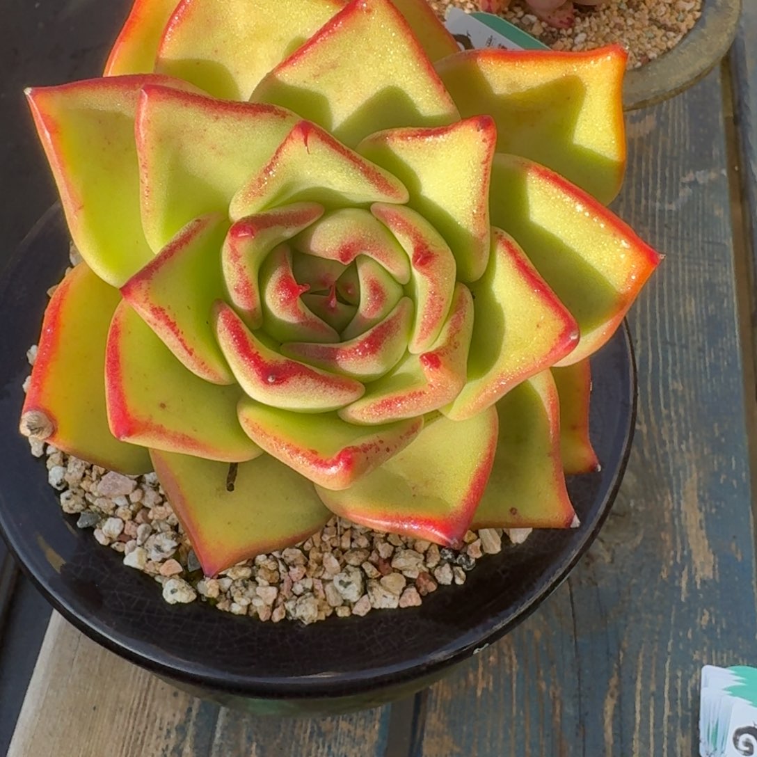 从前慢多肉精选编号1220.32