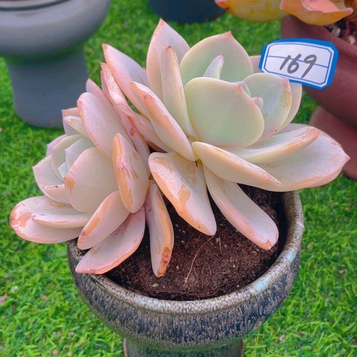 谢谢你的支持0000169