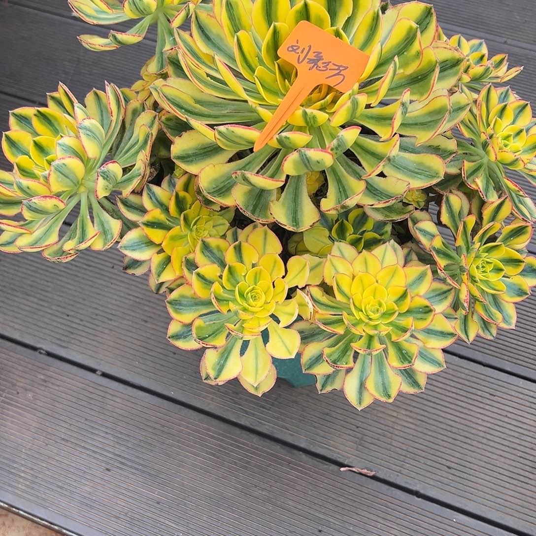 刘***芹太阳神111111111111111111