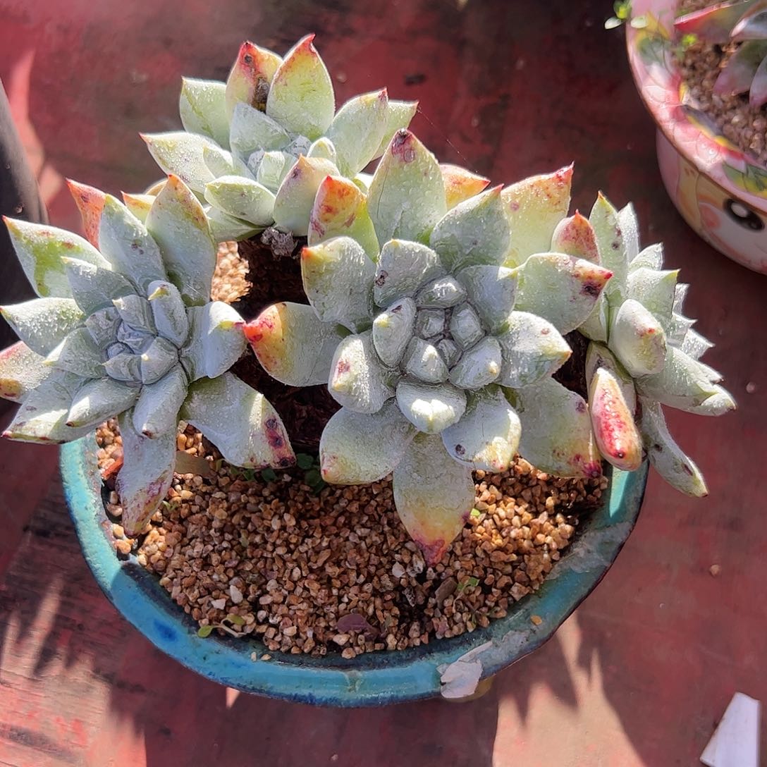 4855拇指苹果叶仙女杯