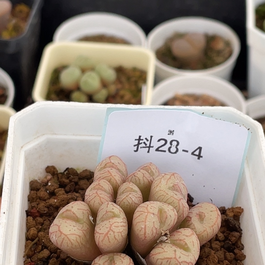姬***君28-4肉锥多肉植物