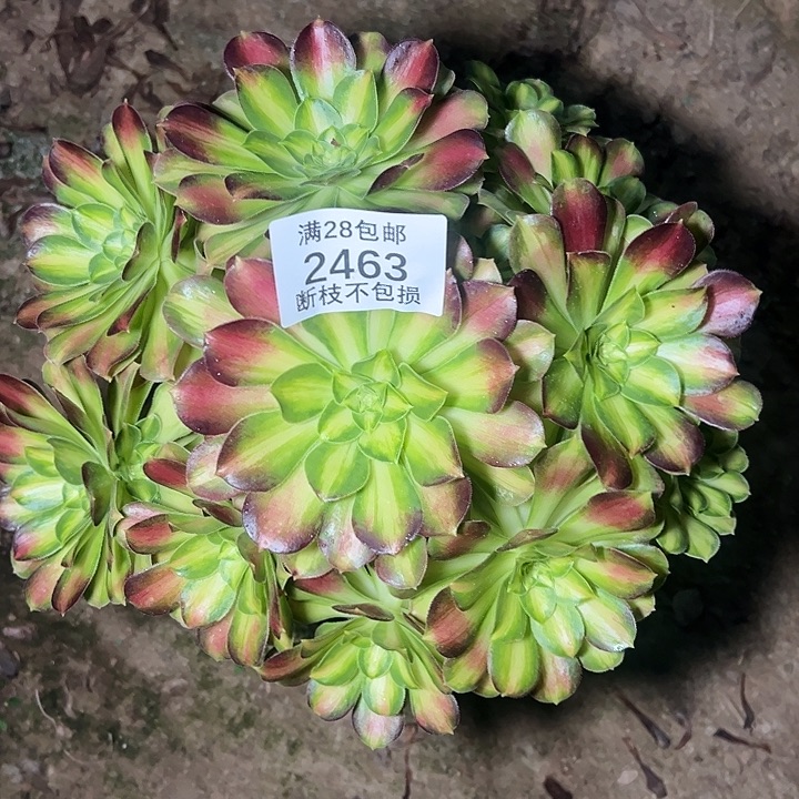 2463韶华多肉植物