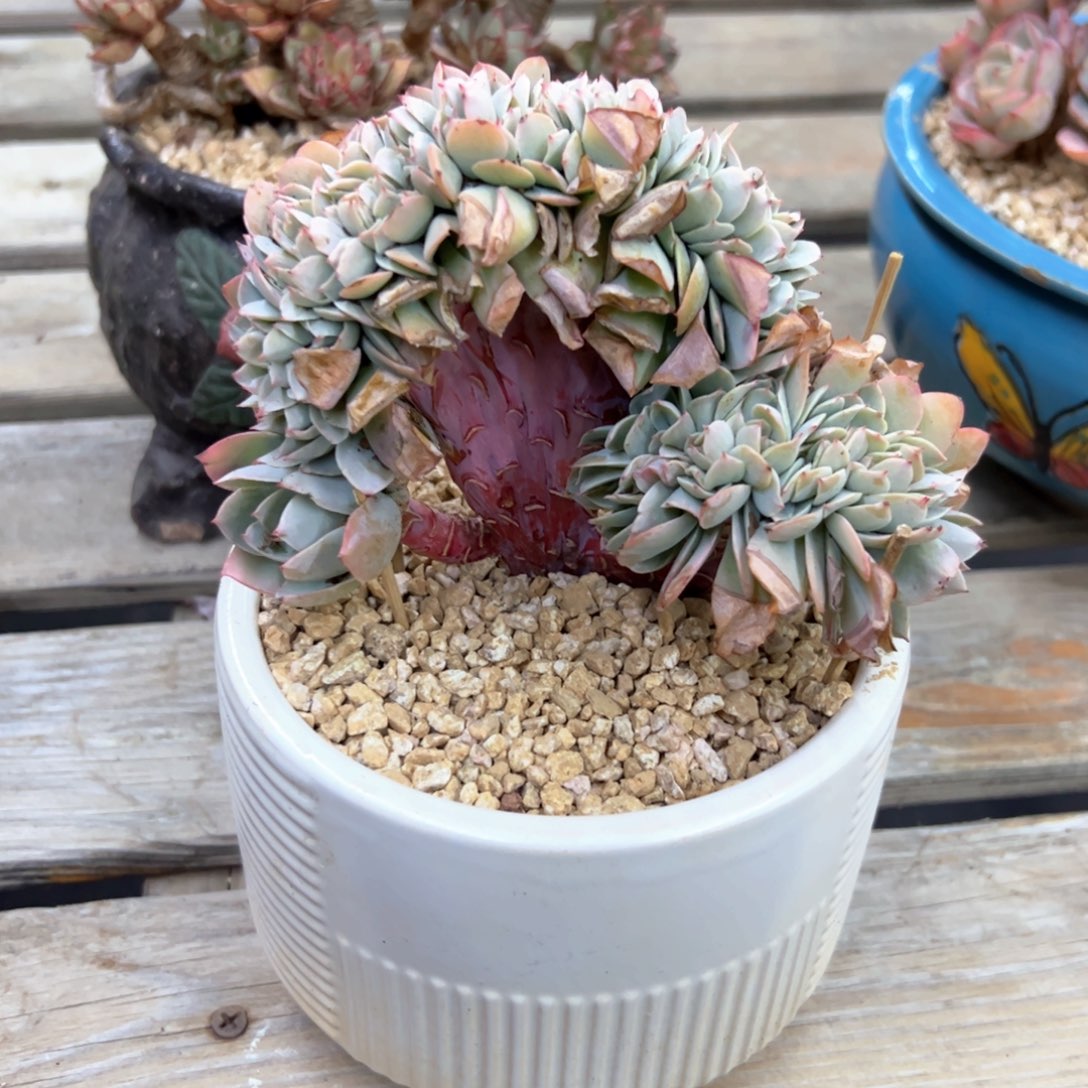 布鲁蓝杂48 零零多肉植物