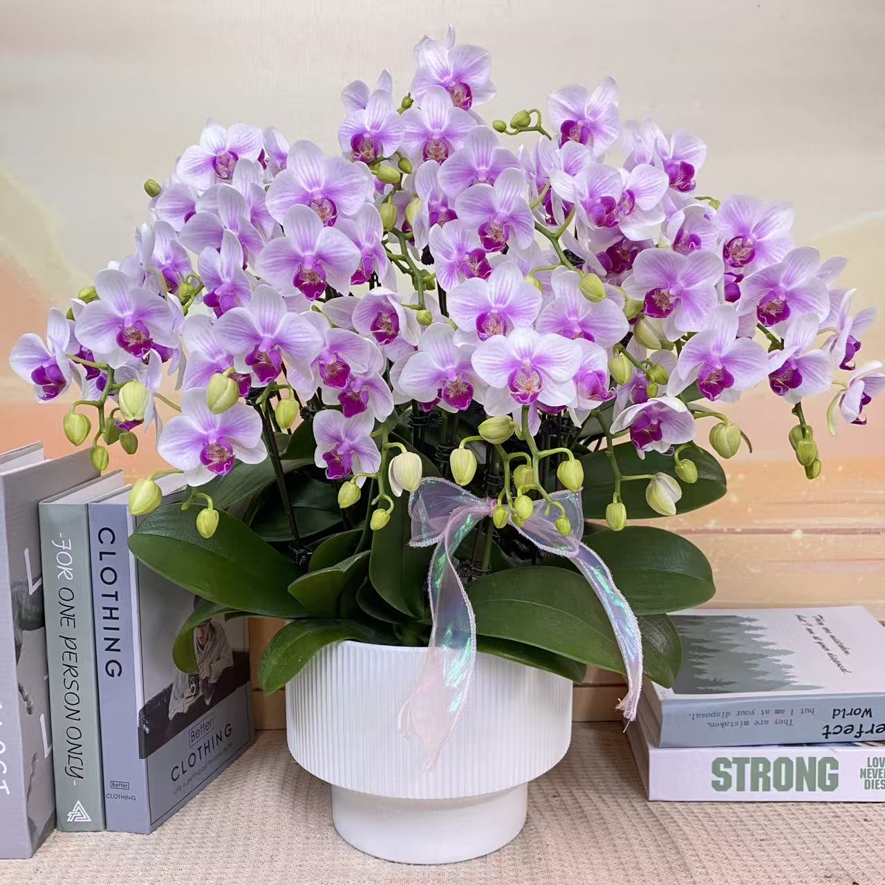 雪媚娘 粉白蝴蝶兰 观赏客厅花卉  真花观赏