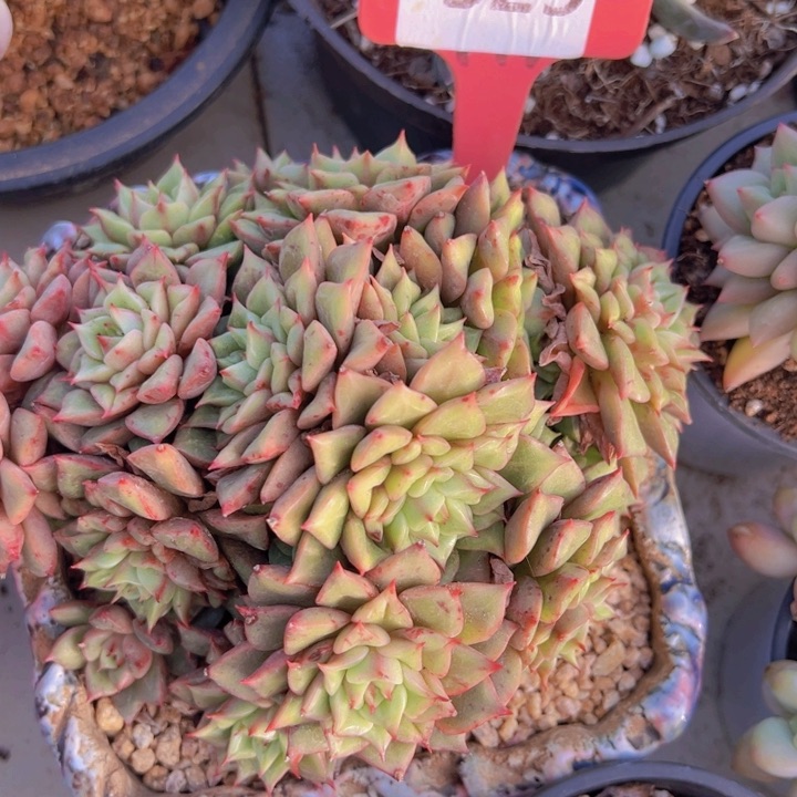 健健康康平平安安