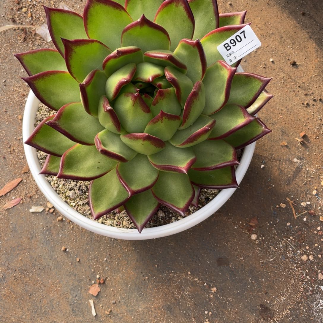 无花朵若如东云组拍B907