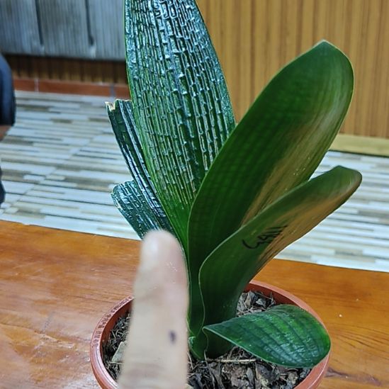 夜***黑完全开放高货600君子兰