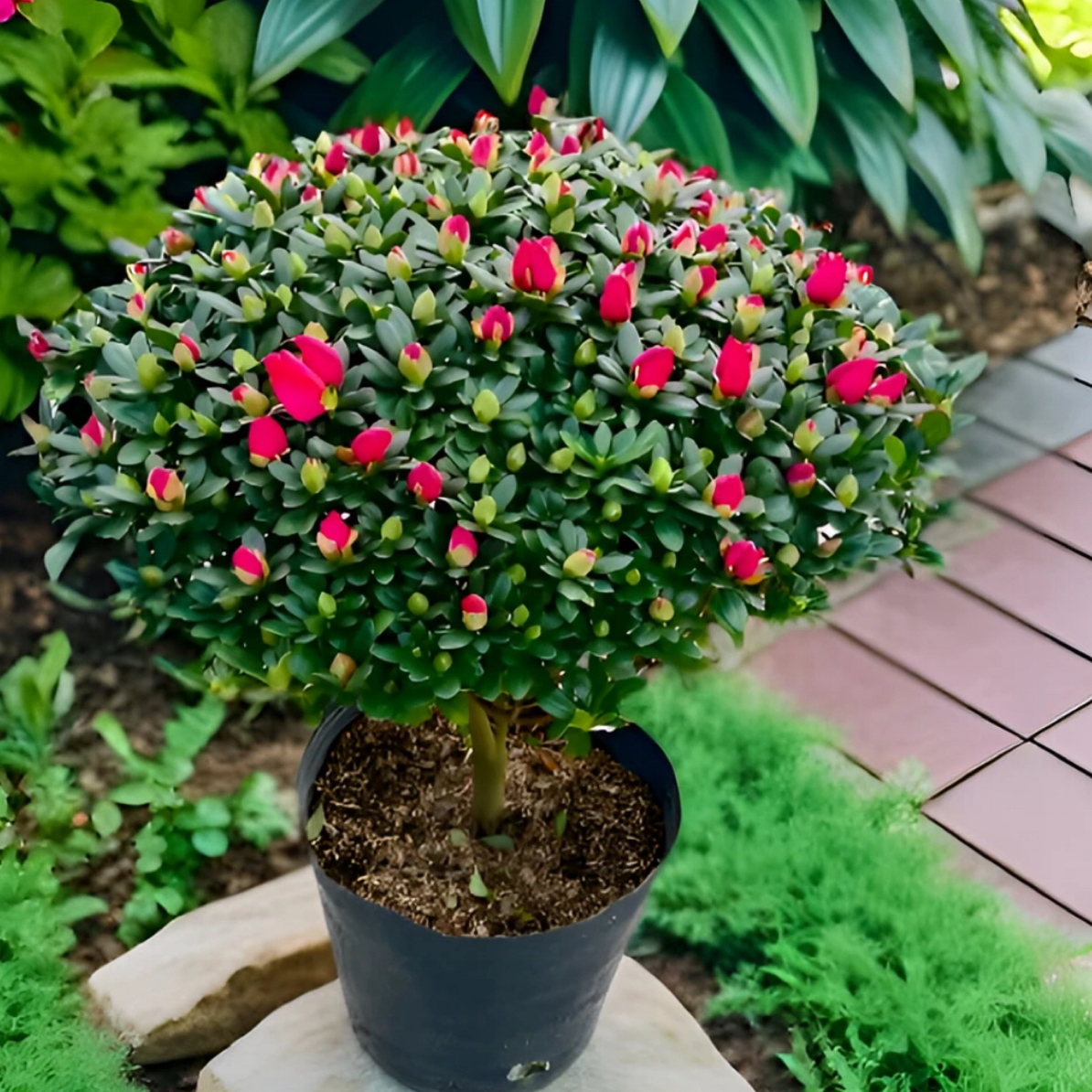四季开花易养活的西洋杜鹃花盆栽适合室内外种植