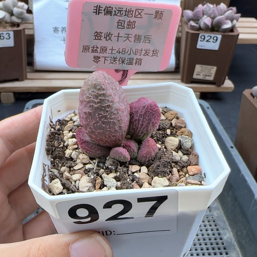 927实生多肉植物