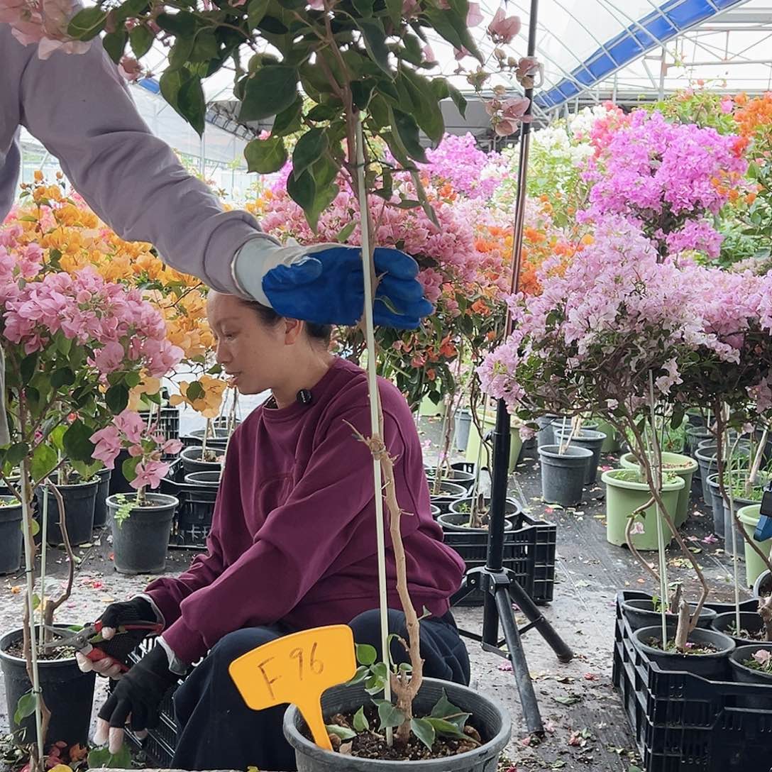 素***大部分花苞少量开放F96暗斑丽人