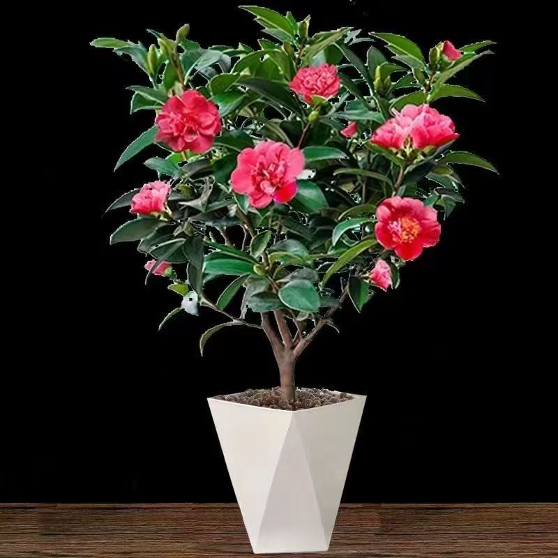 五色赤丹山茶花树苗茶花名贵花带花苞茶花盆栽老桩室内好养的山茶