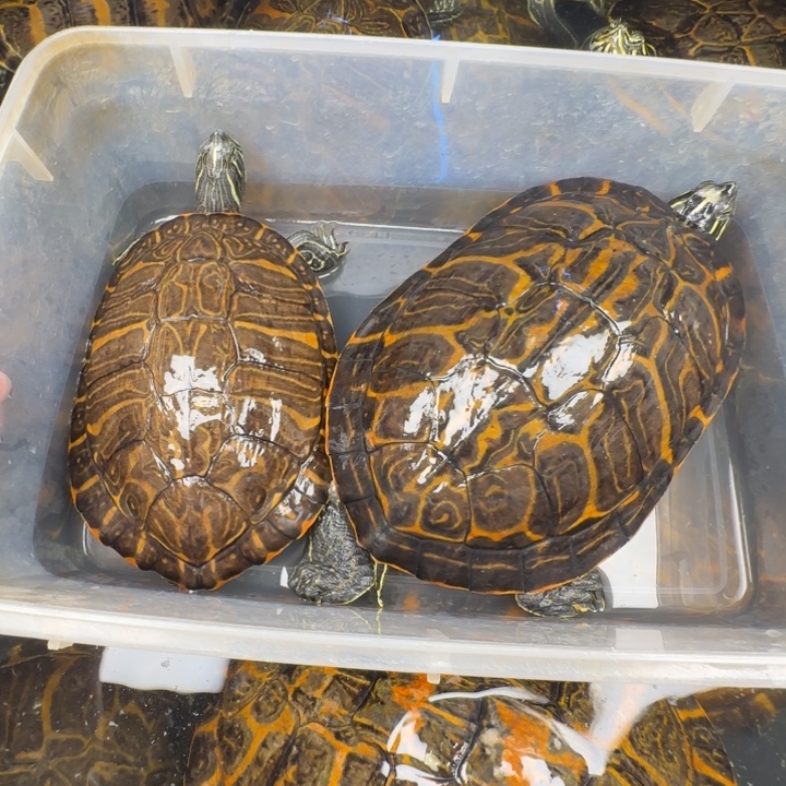 秋***鸿绿毛龟母火焰龟一对