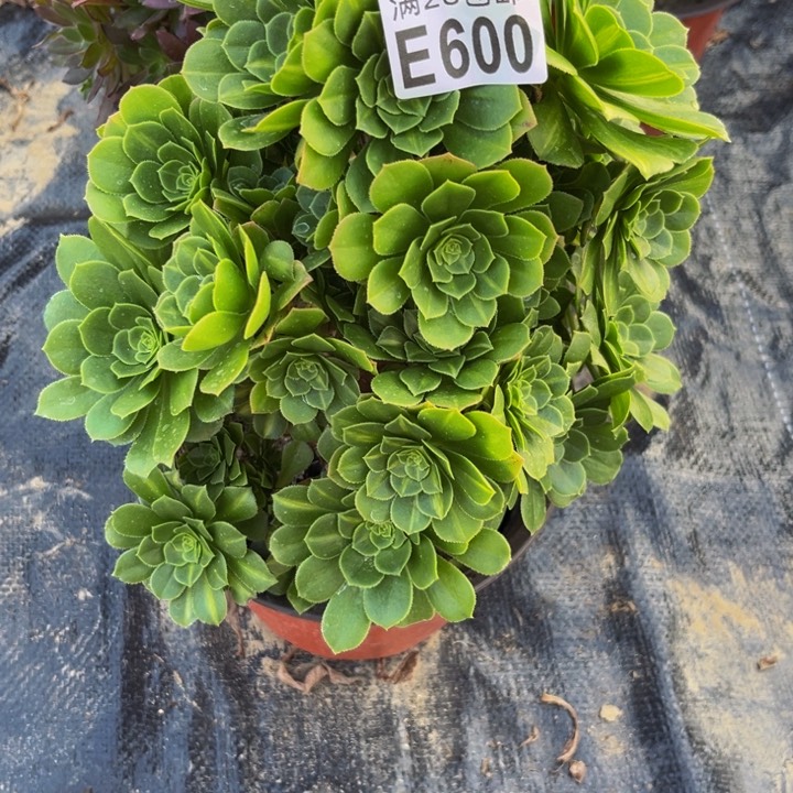 600多肉植物一物一拍