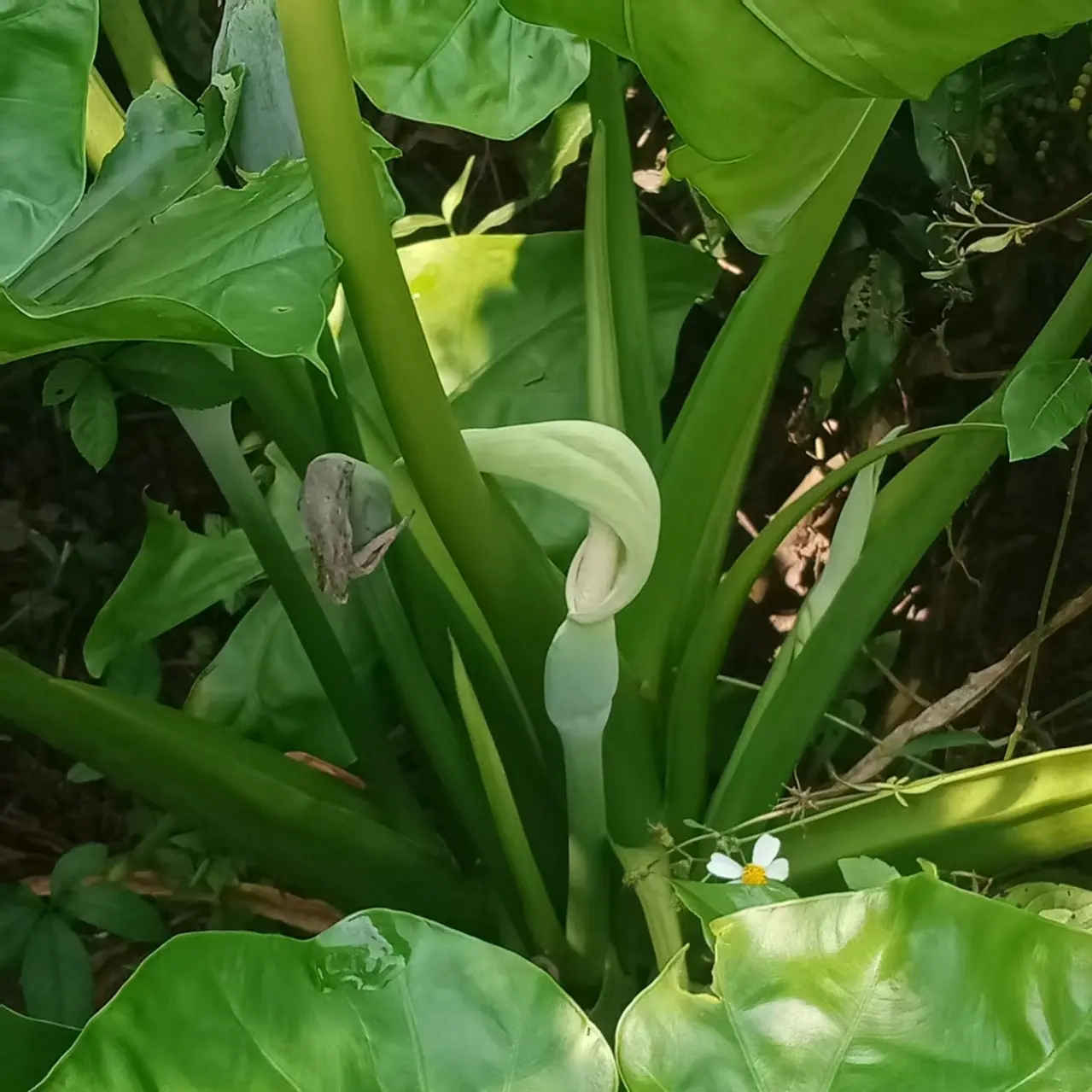 滴水观音盆栽地栽，阳台、室内绿化绿植造景
