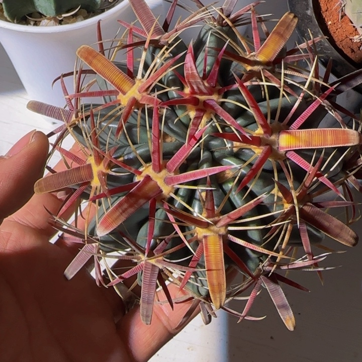 宽刺丸叶日出精品大福利