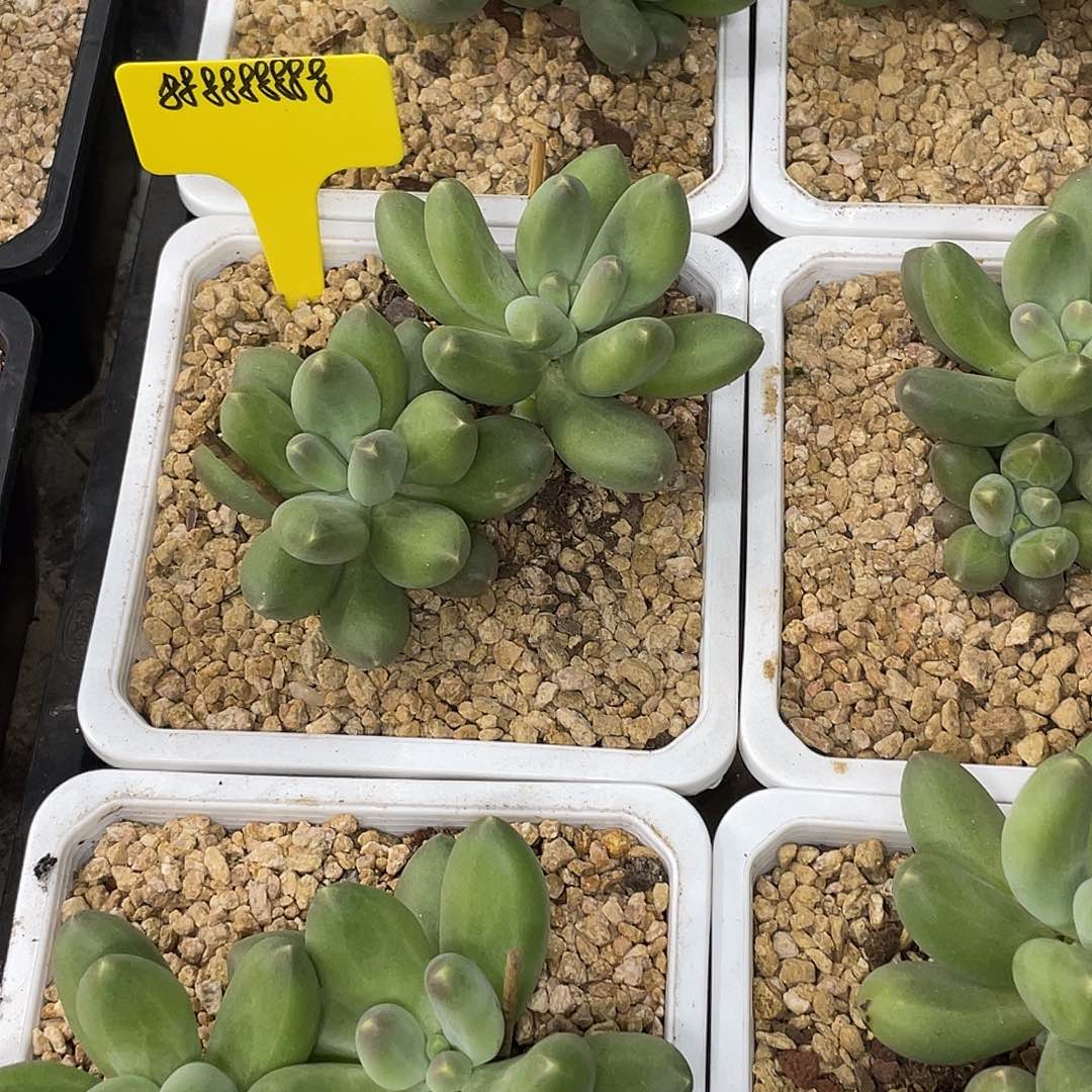 蔬**子在干嘛我不去上班啦