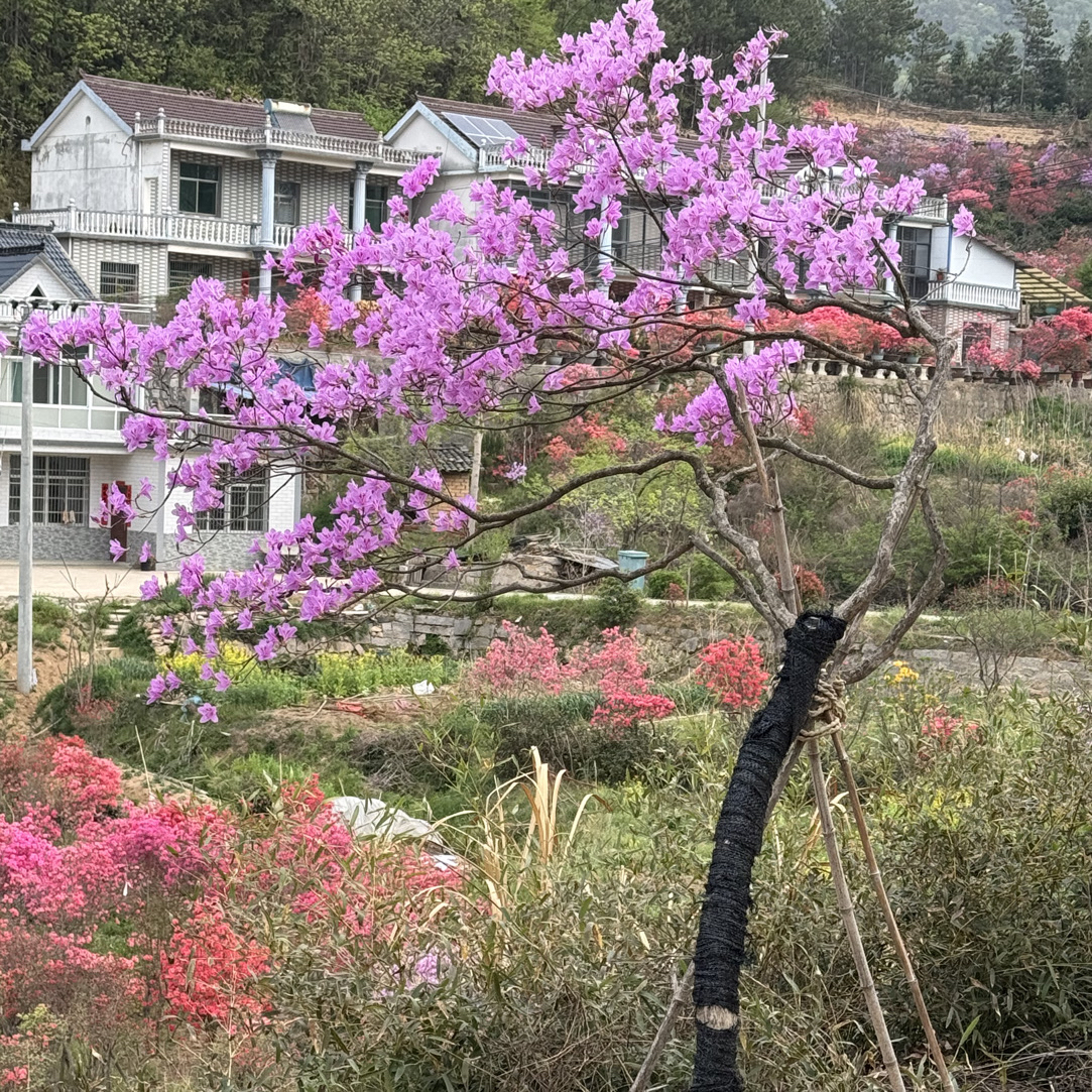 先花后叶品种映山红映山红老桩小苗盆景地景中华正宗映山红盆景