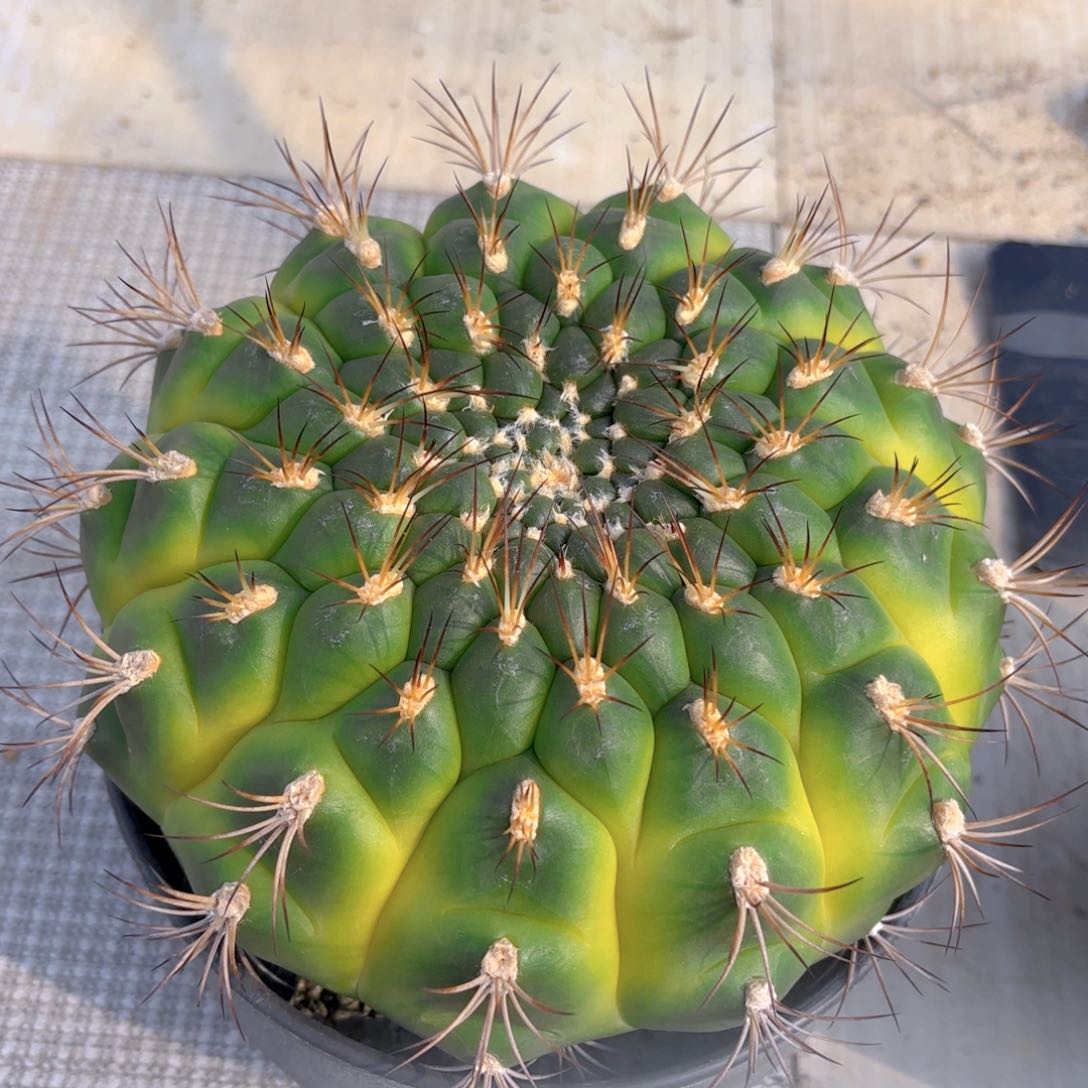 新天地G g g g g g g g