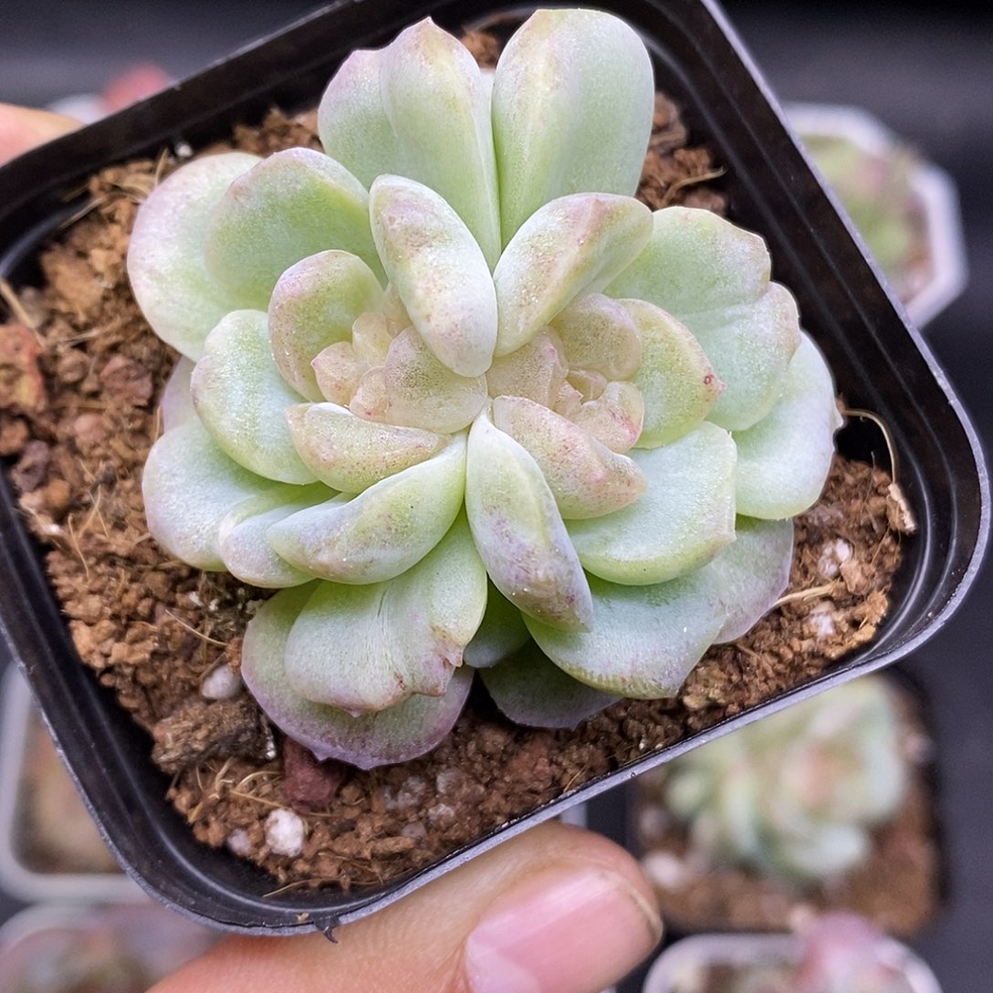 梦幻泡影石化30包邮非偏远