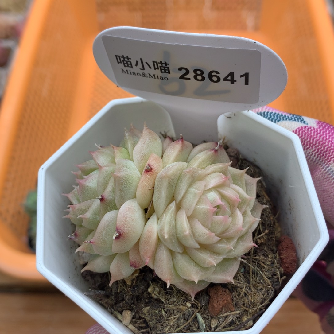 多肉植物麦秆珍妮