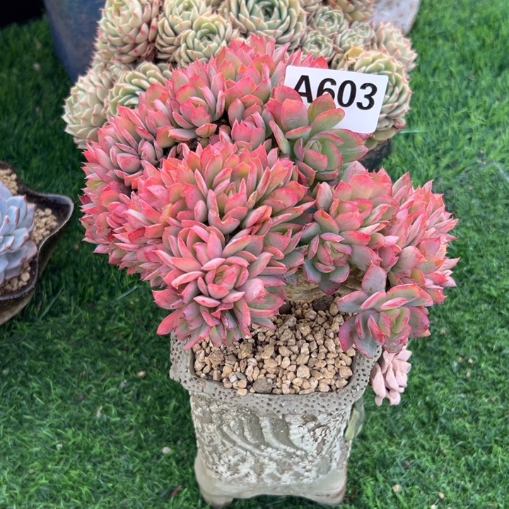 吃***碗A603绮罗缀化一物一拍38