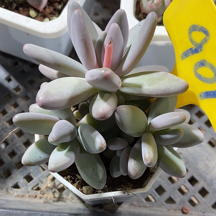 多肉植物企鹅901多肉