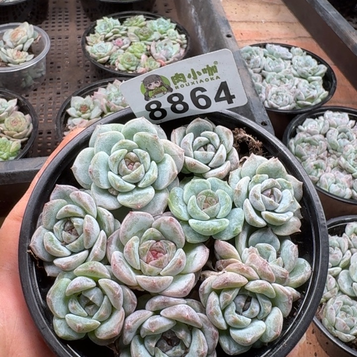 多肉植物多肉植物