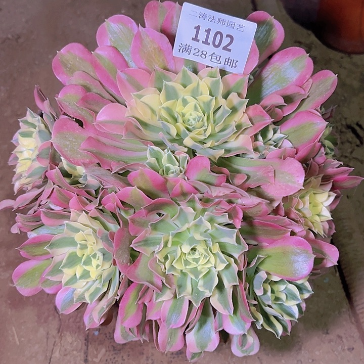 1102白凤多肉老桩