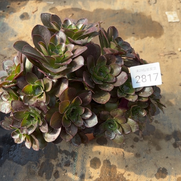 魅金玫瑰多肉法师2817