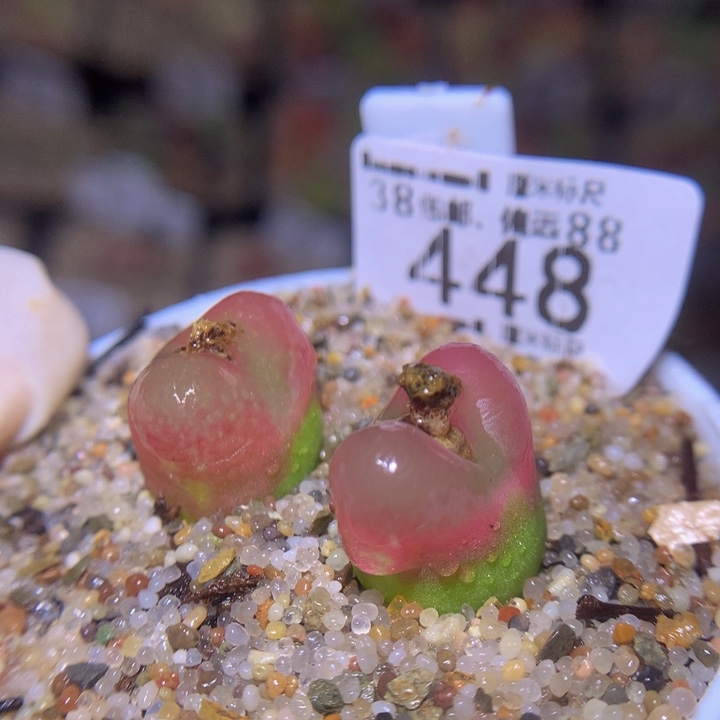 S精品生石花.448