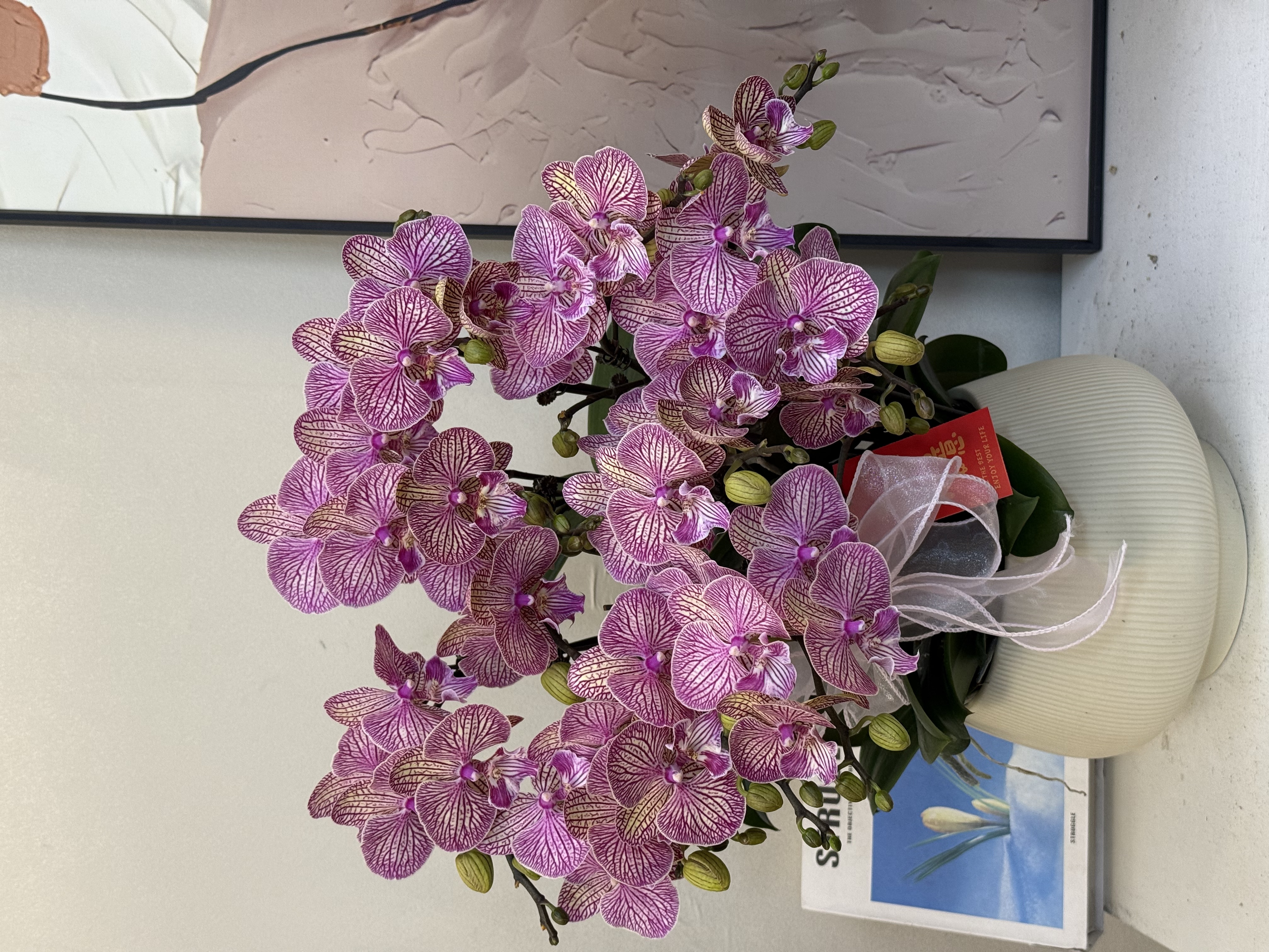  蝴蝶兰【聚宝橘子】真花 秋冬耐寒花卉 四季开花 多样性发货