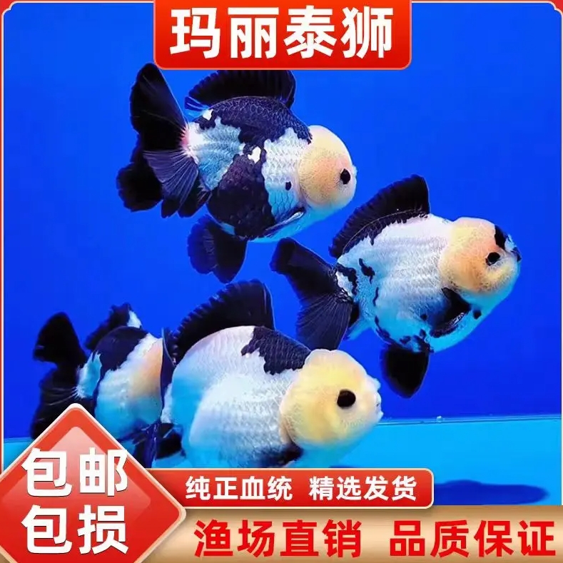 精品百褶千褶泰狮玛丽冷水观赏鱼单拍