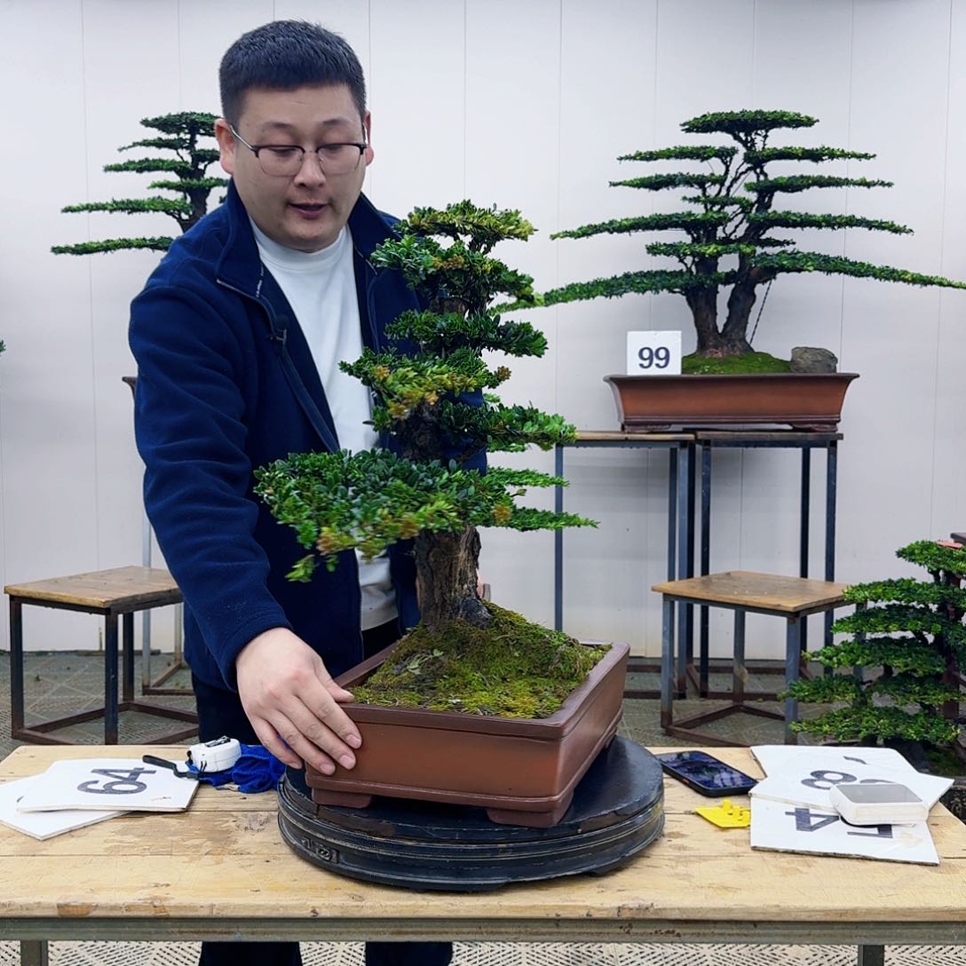 盆景罗汉松造型盆景