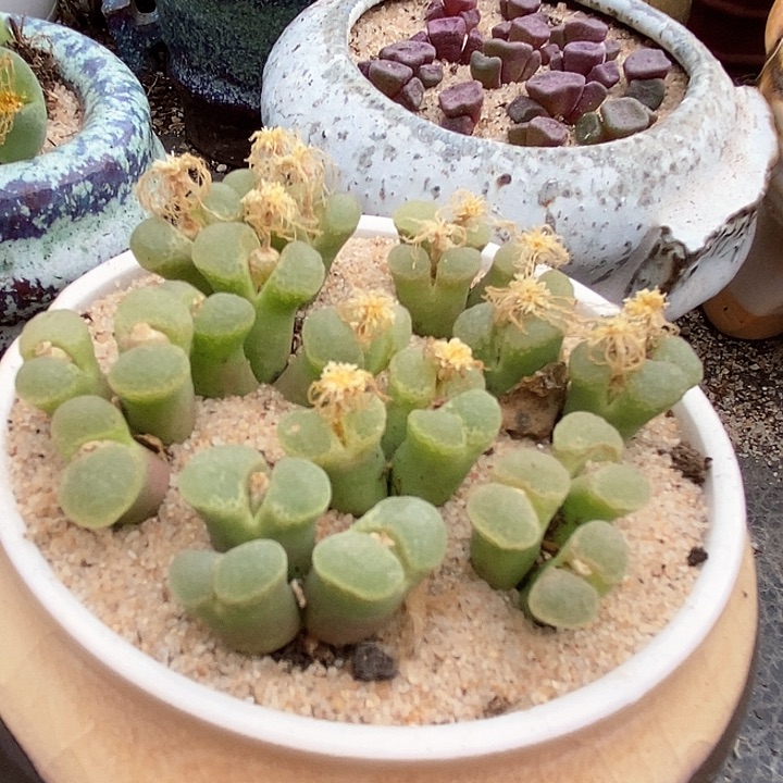 三头樱花风铃一颗   1453.9