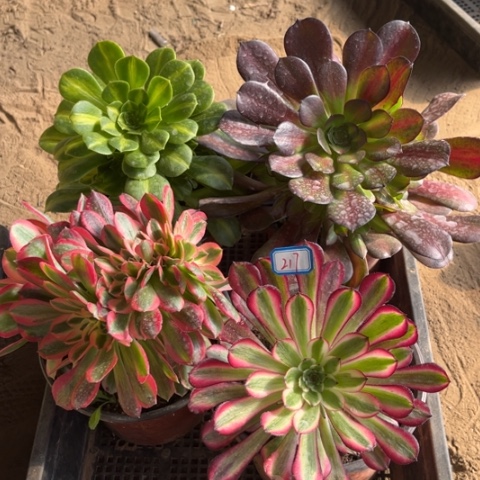 217多肉植物组合