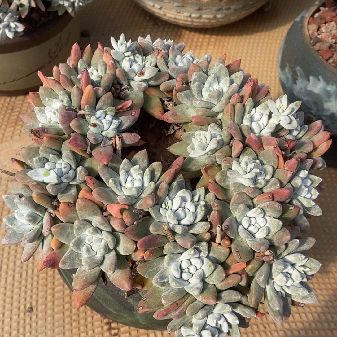 品***生白姆啦啦啦啦啦啦啦