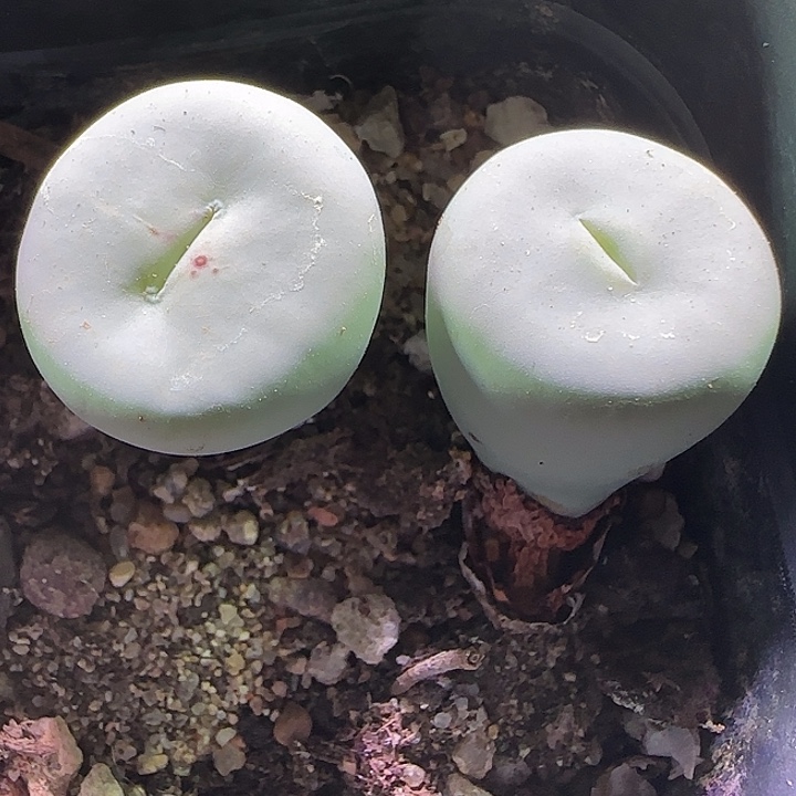 开播福利来啦。  936