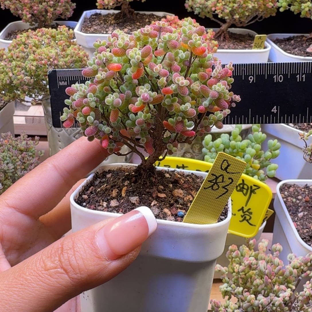 a383号橘子糖冠服7.5厘米左右