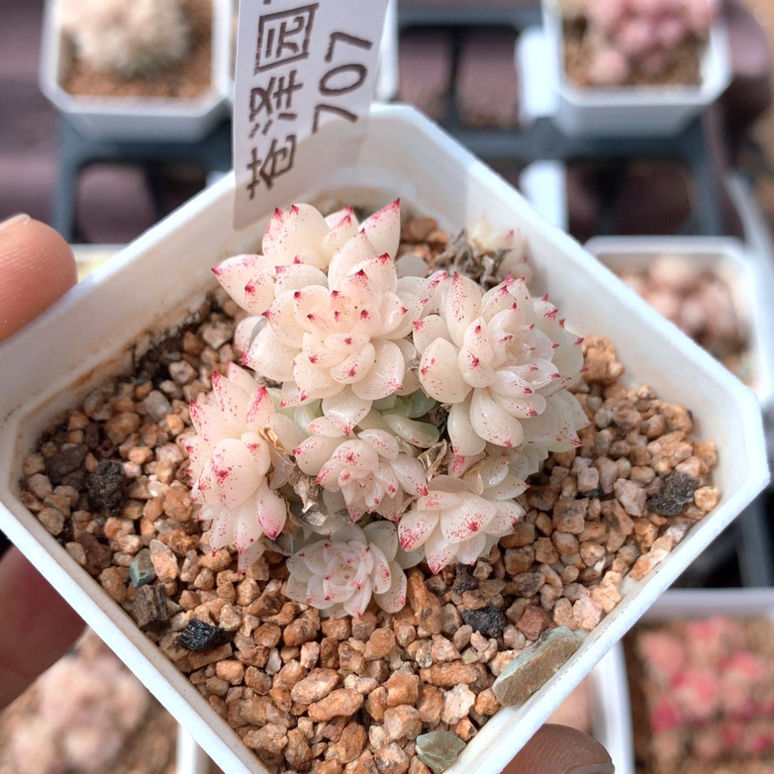 706麦秆群不包整散