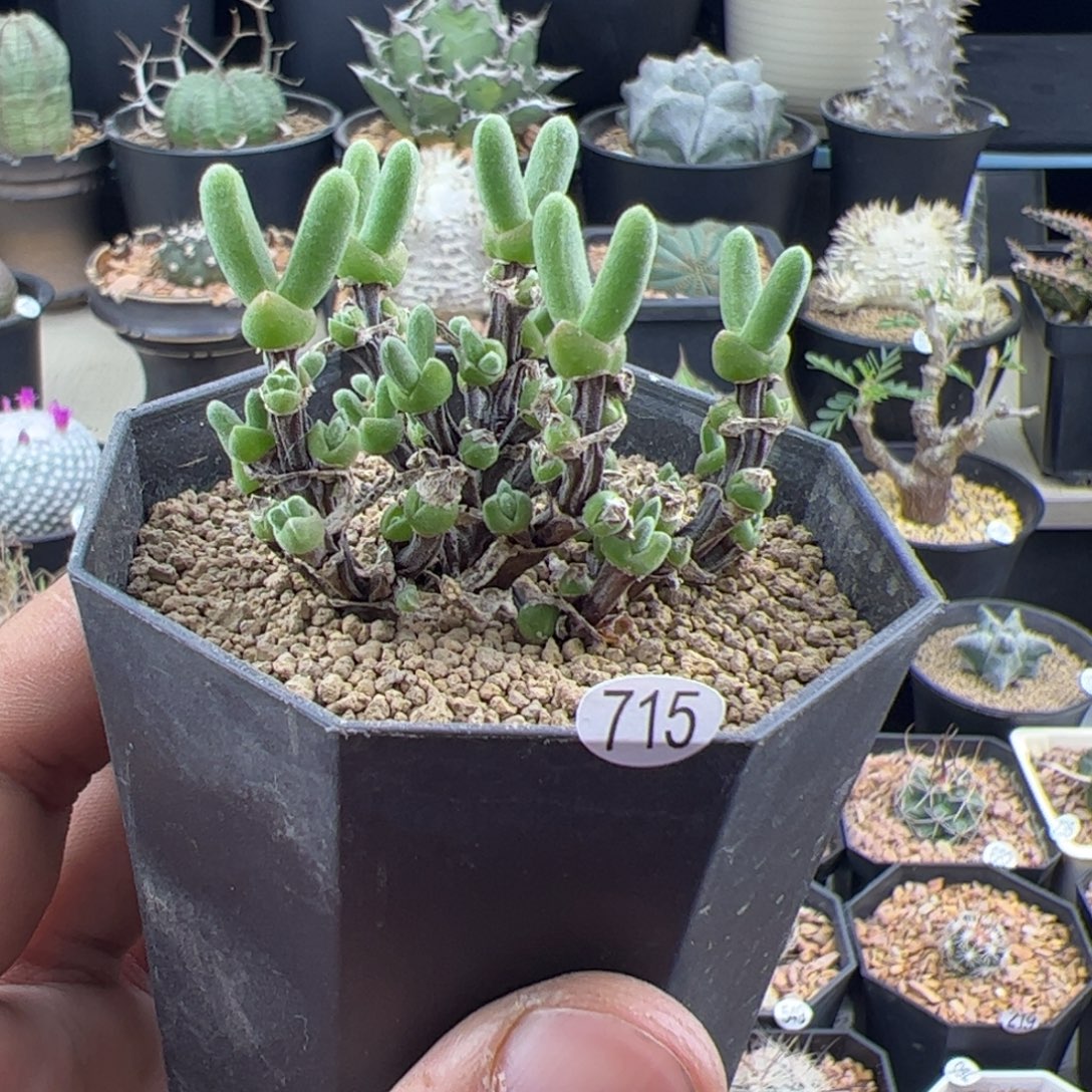 短耳朵小兔子一物一拍715