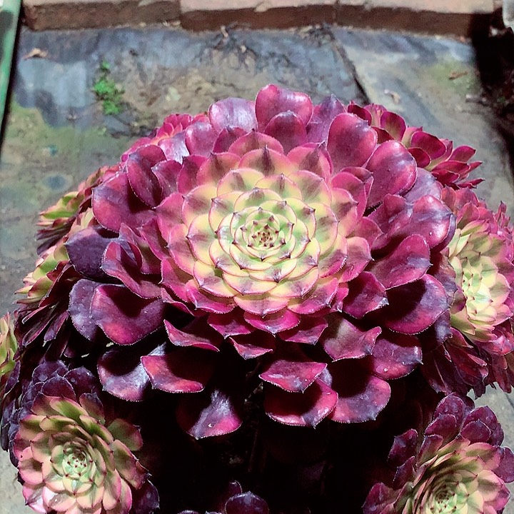 月蝉捧花，多肉植物