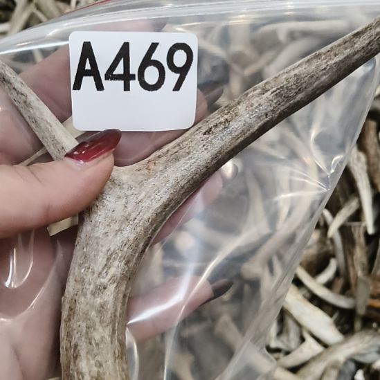 C***蛋鹿角鹿角鹿角鹿角鹿角