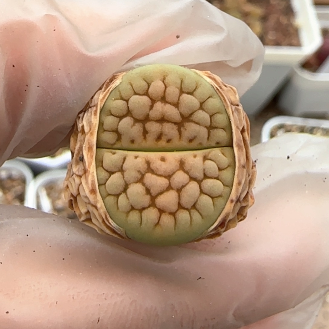 4.19。 黄绿富贵。 8027