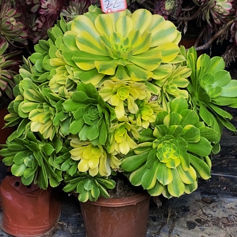 五彩离开老桩捧花法师22