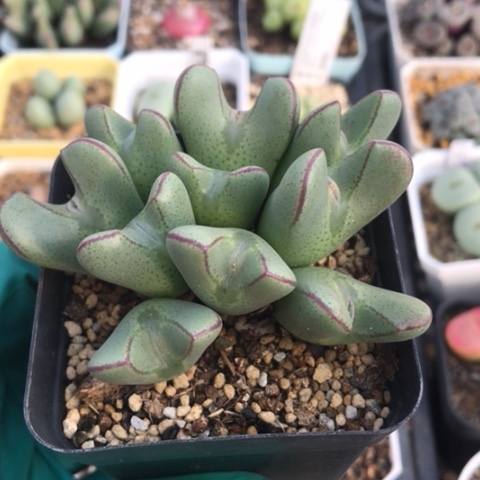 多肉肉锥 10头大眼睛少将