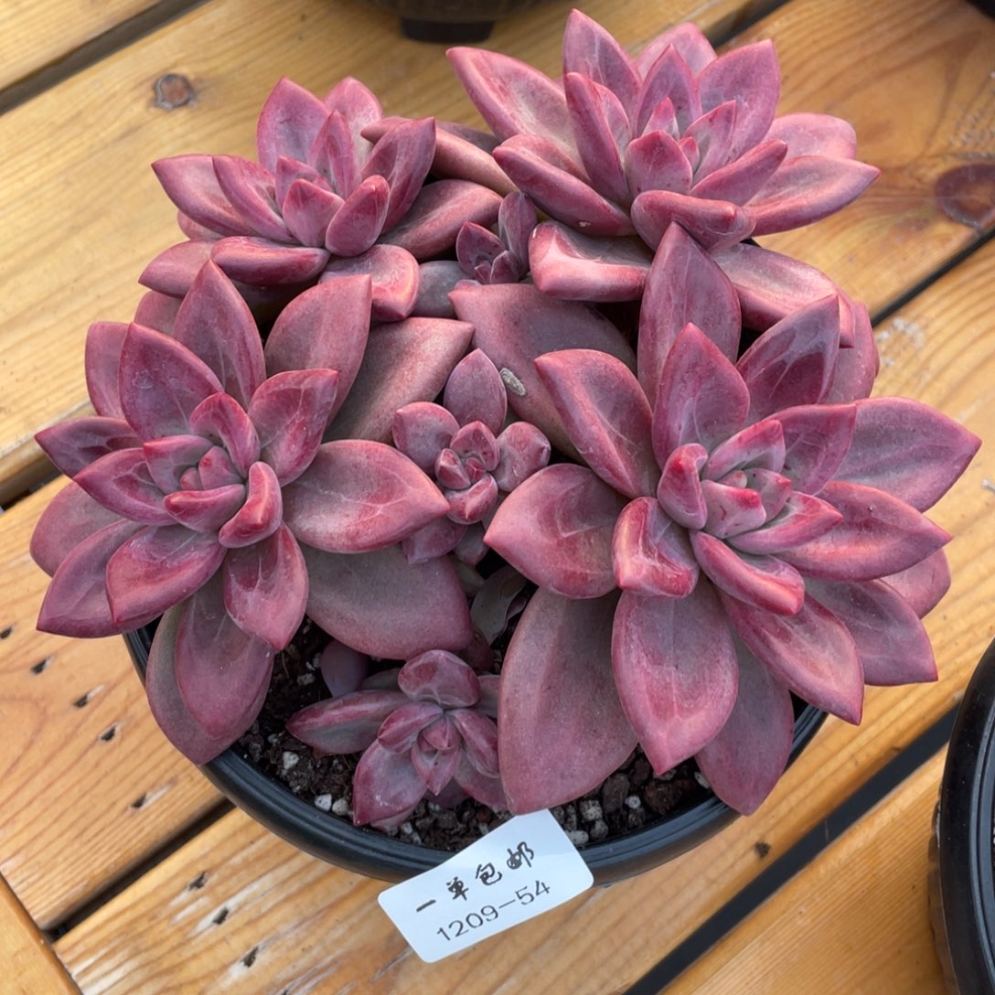 1209-54-赫菲斯托，。。。。，，，，
