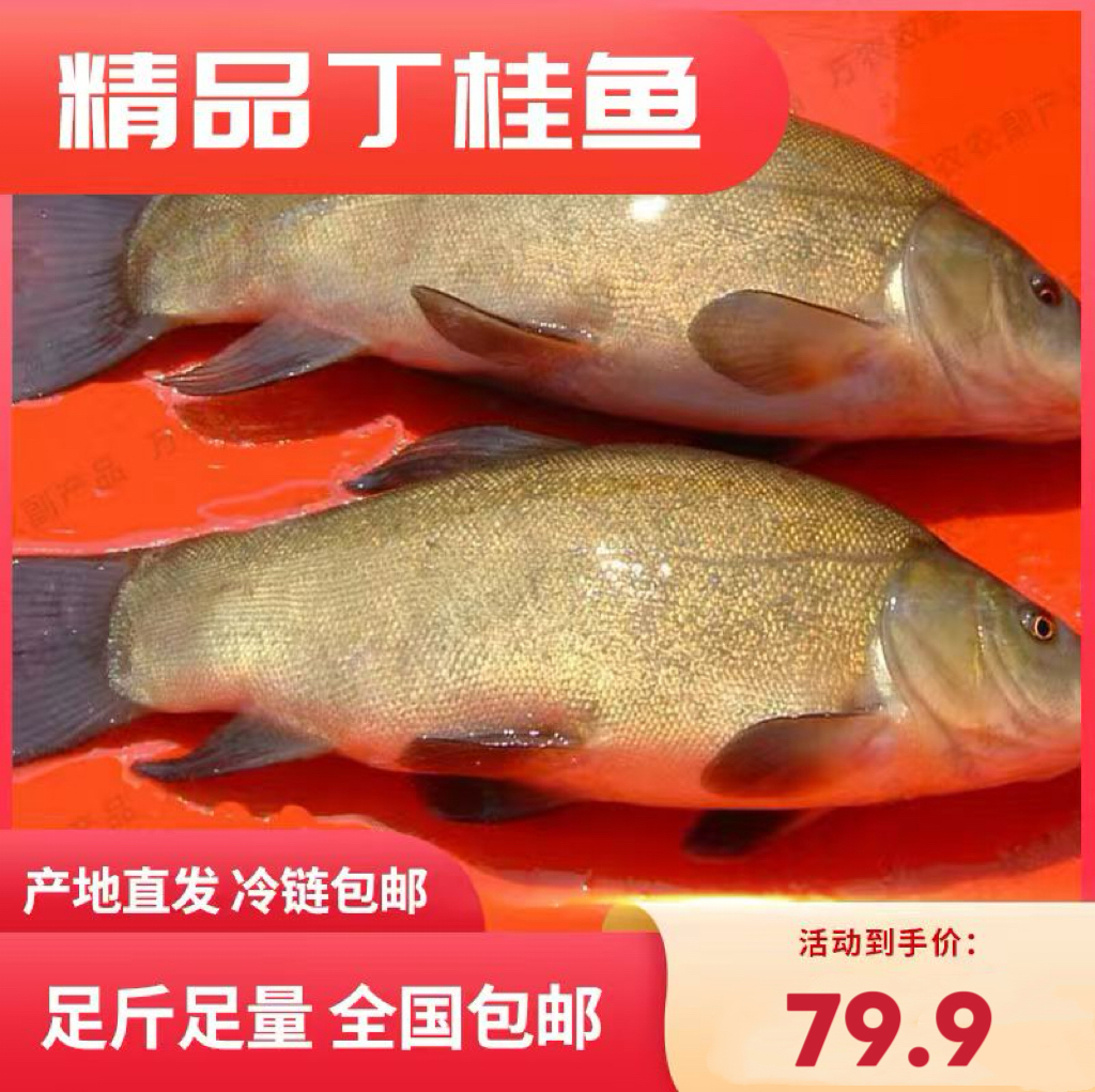 【黄金桂鱼】东北特产精品野生冷水丁桂鱼包邮到家