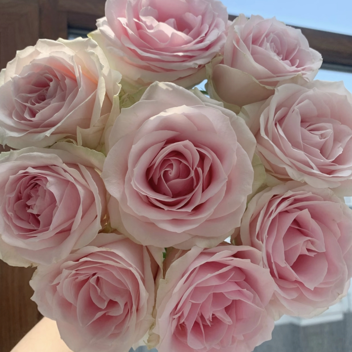 《粉红雪山》月季独颗露天苗耐寒耐热花期长适合秋季室外