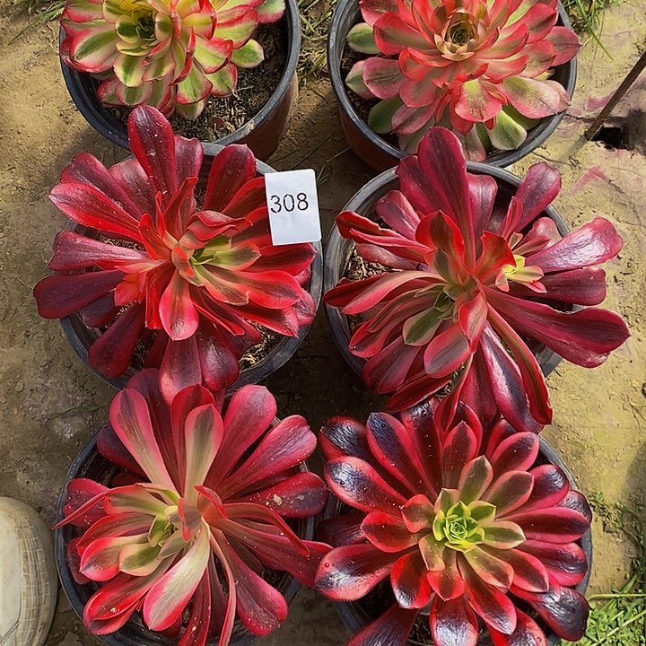 小*雨法师锦多肉美杜莎4颗。荔枝2颗 308