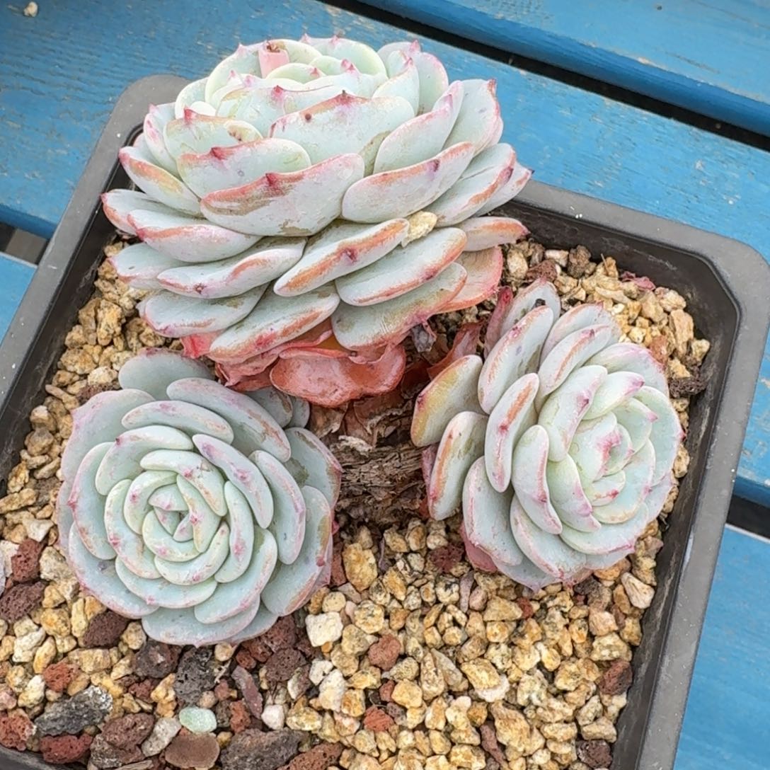 勃朗峰老桩一物一拍